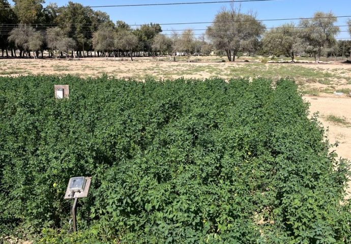 Alfalfa, a strategic crop for the UAE