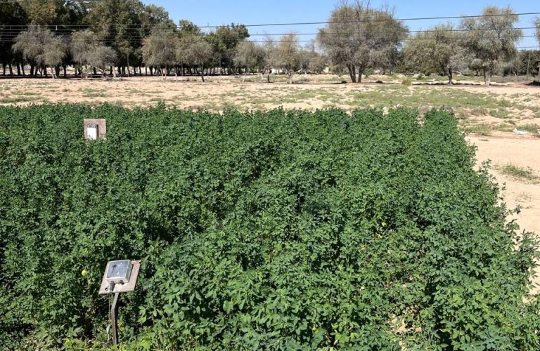 Alfalfa, a strategic crop for the UAE